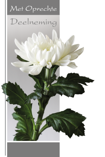 Luxe Deelneming 4